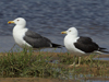 1cy fuscus in August, ringed in Finland. (81365 bytes)